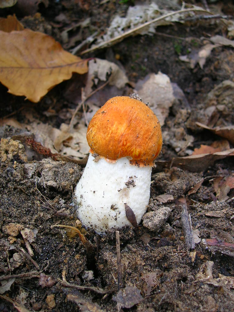 foto di Stefano Boldrini