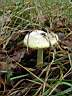 Amanita phalloides - foto di Giuliano Del Colombo
per ingrandire la foto cliccare sulla miniatura (583 Kb)