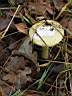 Amanita phalloides - foto di Giuliano Del Colombo
per ingrandire la foto cliccare sulla miniatura (574 Kb)