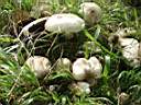 Agaricus xanthoderma - foto di Paolo Caciagli
per ingrandire la foto cliccare sulla miniatura (378 Kb)