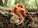 Clathrus ruber - foto di Paolo Caciagli
per ingrandire la foto cliccare sulla miniatura (218 Kb)