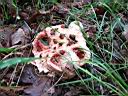 Clathrus ruber - foto di Giancarlo de Carolis
per ingrandire la foto cliccare sulla miniatura (645 Kb)