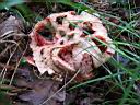 Clathrus ruber - foto di Giancarlo de Carolis
per ingrandire la foto cliccare sulla miniatura (644 Kb)