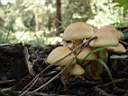 Hypholoma fasciculare - foto di Paolo Caciagli
per ingrandire la foto cliccare sulla miniatura (154 Kb)