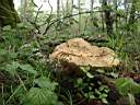 Polyporus squamosus - foto di Paolo Caciagli
per ingrandire la foto cliccare sulla miniatura (179 Kb)