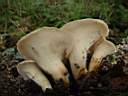 Polyporus squamosus - foto di Paolo Caciagli
per ingrandire la foto cliccare sulla miniatura (180 Kb)