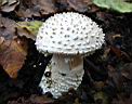 Amanita vittadinii - foto di Giancarlo de Carolis
per ingrandire la foto cliccare sulla miniatura (639 Kb)