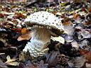 Amanita vittadinii - foto di Giancarlo de Carolis
per ingrandire la foto cliccare sulla miniatura (640 Kb)