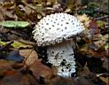 Amanita vittadinii - foto di Giancarlo de Carolis
per ingrandire la foto cliccare sulla miniatura (639 Kb)