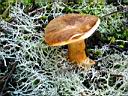 Gyroporus castaneus - foto di Giancarlo de Carolis
per ingrandire la foto cliccare sulla miniatura (666 Kb)