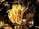 Ramaria - foto di Giancarlo de Carolis
per ingrandire la foto cliccare sulla miniatura (639 Kb)