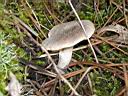 Tricholoma terreum - foto di Maria Letizia Fanciullacci
per ingrandire la foto cliccare sulla miniatura (636 Kb)