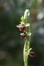 Ophrys sphegodes - foto di Paolo Caciagli
per ingrandire la foto cliccare sulla miniatura (647 Kb)