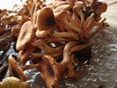 Armillaria tabescens - foto di Lorenzo Segalotto
per ingrandire la foto cliccare sulla miniatura (595 Kb)